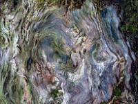 Verschnörkelungen an morschem Wurzelstock